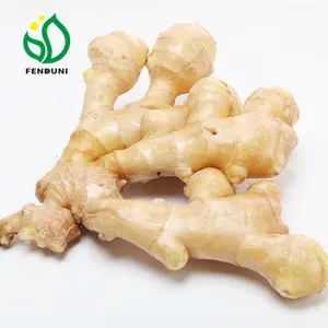 Fresh Ginger/ Dry Ginger Organic Wholesaler Supplier from China with cheap price