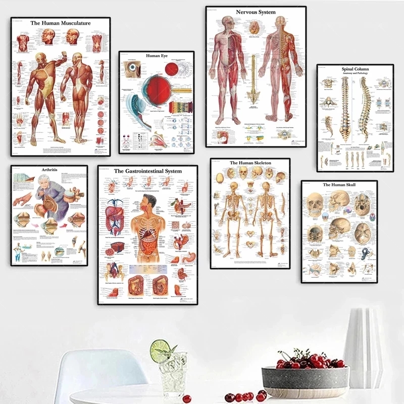 Póster de sistema de anatomía muscular humana, Mural decorativo de oficina, arte de pared médica, Impresión de fotos, educación médica