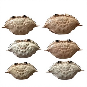 Cáscaras de Cangrejo Secas Integrales 100% Naturales Premium, Ecológicas y Duraderas de Vietnam para Rellenar y Decorar el Hogar - Product Image 3