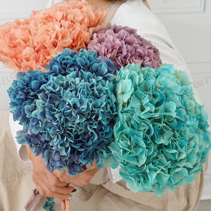 Vente directe du fabricant, <span class=keywords><strong>fleurs</strong></span> d'<span class=keywords><strong>hortensia</strong></span> naturelles conservées, <span class=keywords><strong>fleurs</strong></span> <span class=keywords><strong>séchées</strong></span>, <span class=keywords><strong>hortensia</strong></span>, décoration de la maison, décoration de mariage, <span class=keywords><strong>hortensia</strong></span> blanc - Product Image 3