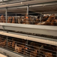 Vente directe usine – Cages à batterie en H de 3 à 12 niveaux pour poules pondeuses – Équipement d'élevage avicole