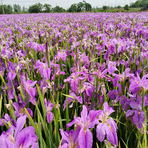 Iris 'From Thismoment' - une plante aquatique adaptée aux bassins de jardin et aux serres - Iris 'From Thismoment' - Product Image 2