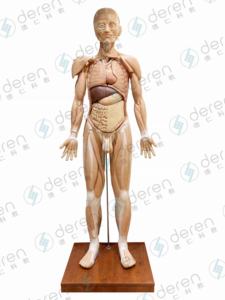 Высокоимитированная модель глубоких поверхностных мышц кровеносных сосудов анатомическая тренировка для медицинской науки человеческого тела - Product Image 5