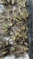 Harga Terjangkau, Promo Besar-besaran Rumput Pampas Bunga Alami - Dekorasi Kantor yang Cerah untuk Natal & Hari Ibu