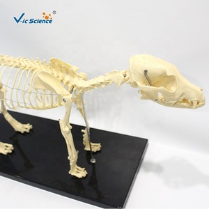 Hayvanlar öğretim köpek iskelet modeli yaşam boyutu iskelet hayvan iskelet modeli öğretim yardım köpek kemik kafatası modeli - Product Image 3
