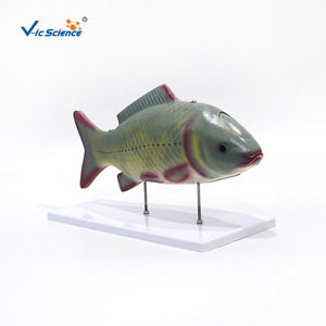 Modèle d'anatomie du poisson, modèle d'anatomie des organes internes, modèle pédagogique biologique détachable - Product Image 4