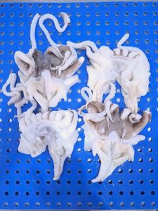 Tentacules de <span class=keywords><strong>seiche</strong></span> congelés coupés ouverts, de haute qualité, à bon prix, prix d'usine - Product Image 3