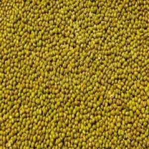 Haricots Verts Entiers Moong Beans Nettoyés à la Machine Fournisseur en Gros d'Inde Qualité Alimentaire Saine Marque SD Emballage en Fût - Product Image 4