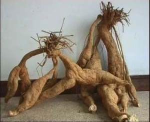 ISO sertifikalı saf Pure aria kufica özü Kudzu nişasta tozu takviyesi toplu Kudzu kök ekstresi tozu - Product Image 6