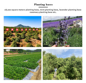 <span class=keywords><strong>Camomille</strong></span> romaine Hydrosol Anthemis Nobilis <span class=keywords><strong>Hydrolat</strong></span> - 100% pur et naturel à des prix de gros en vrac - Product Image 6