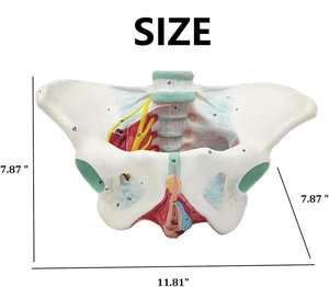 Modelo de Pelvis Femenina de Tamaño Real con Certificación CE/ISO, Recurso de Enseñanza de Ciencias Médicas, Enseñanza Anatómica para Demostraciones - Product Image 2