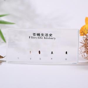 Cubes de présentation de spécimens en résine acrylique pour l'enseignement de la biologie : plantes, <span class=keywords><strong>insectes</strong></span>, papillons, cycles de vie - Product Image 5