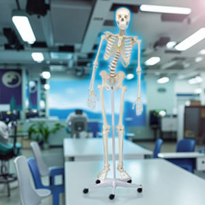 Modelo Anatómico Educativo de Esqueleto Humano Femenino de Tamaño Real con Curvatura Espinal, Ciencia Médica, Vic Science VIC-D001B - Product Image 2