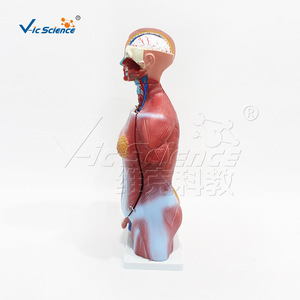 Modelo de órgano humano desmontado, estructura del sistema troncal, 45 cm, tronco hermafrodita, 23 partes, anatomía humana. - Product Image 4