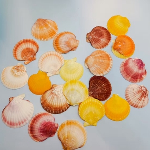 Pequeñas almejas coloridas naturales para manualidades, decoración del hogar - Product Image 4