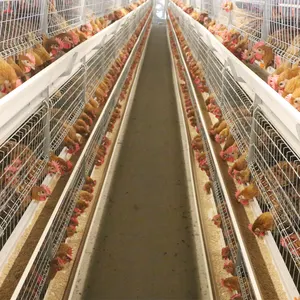 Automatic poultry farm equipment animal broiler cage rearing system