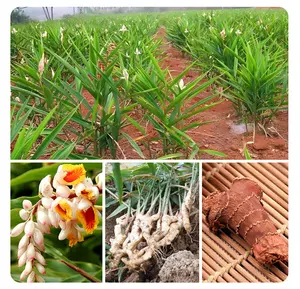 Especias naturales chinas de Galanga secas de primera calidad al por mayor, productos de hierbas y especias puras