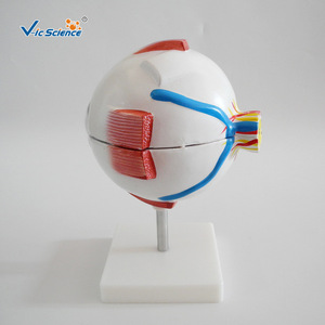Modelo anatómico ampliado del ojo humano; estructura simulada del ojo; modelo de demostración para enseñanza y formación médica. - Product Image 2