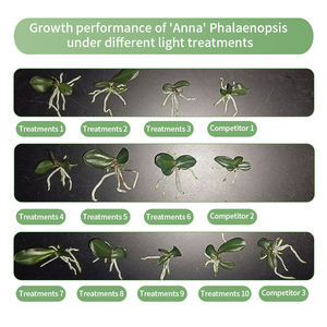 La lumière <span class=keywords><strong>de</strong></span> <span class=keywords><strong>culture</strong></span> <span class=keywords><strong>de</strong></span> tissu <span class=keywords><strong>de</strong></span> Phalaenopsis LED est conçue pour la <span class=keywords><strong>culture</strong></span> <span class=keywords><strong>de</strong></span> tissu et la propagation <span class=keywords><strong>de</strong></span> <span class=keywords><strong>semis</strong></span> des orchidées <span class=keywords><strong>de</strong></span> Phalaenopsis. - Product Image 4