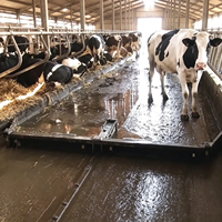 Machine à gratter le fumier de vache entièrement automatique pour l'élevage laitier, équipement d'élimination du fumier pour les fermes d'élevage bovin