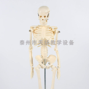 Modelo Esquelético Infantil 39051, Modelo Esquelético Humano Completo, Instrumento de Enseñanza, Modelo Biológico, Modelo Médico - Product Image 2