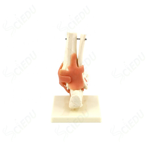 Modèle de <span class=keywords><strong>pied</strong></span> <span class=keywords><strong>humain</strong></span> et de <span class=keywords><strong>squelette</strong></span> en plastique médical avec os amovibles, PVC avancé, 11*25cm, pour usage scolaire et hospitalier - Product Image 6