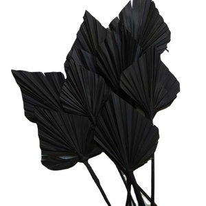 Fleurs et plantes stabilisées personnalisées à prix avantageux, très demandées, pour arrangements floraux : Pampas, Palmier <span class=keywords><strong>Soleil</strong></span>, Palmier <span class=keywords><strong>Noir</strong></span> - Product Image 1