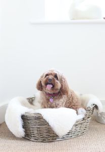 ペット用羊皮ベッド（犬用敷物、猫用敷物）ニュージーランド・オーストラリア産の本物の羊皮毛皮素材 - Product Image 3
