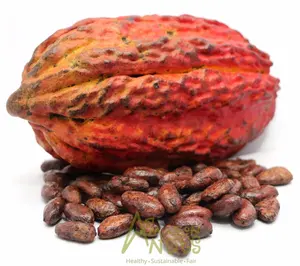 Herbal Extract Dry Cacao Husk at Best Price