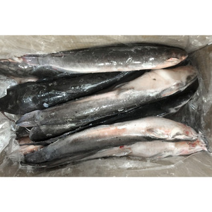 Vente populaire prix de gros africain en vrac Bullhead ou poisson-chat congelé IQF pour l'exportation - Product Image 4