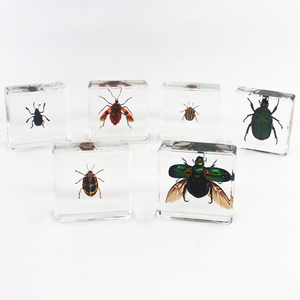 Réel spécimen d'<span class=keywords><strong>araignée</strong></span> Insecte séché en résine Lucite résine Presse-papiers taxidermie Réel animal insecte spécimen biologique - Product Image 5