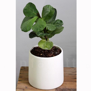 Vasi per Piante in Cemento Bianco e Nero Economici Cinesi, Vasi in Ceramica Dipinti per Fiori - Product Image 2