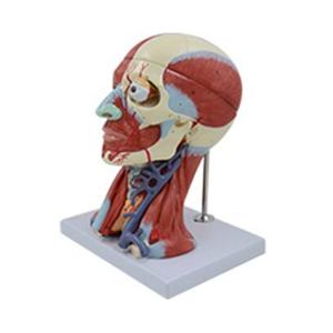 Медицинская анатомическая модель BIX-A634: мышцы головы и кровеносные сосуды, связанные с мозгом - Product Image 1