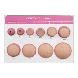 Modelos de PVC para Enseñanza de Partería, Dilatación Cervical <span class=keywords><strong>y</strong></span> Examen Ginecológico, para Uso en Laboratorio - Product Image 1