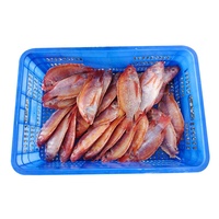 Tilapia Rouge Entière Fraîche Congelée, Éviscérée et Écaillée, 800g, Emballage en Boîte, Prix du Poisson Tilapia Rouge Fraîchement Congelé