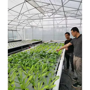 Turnkey Projects Agricultural Tomato Hydroponics invernadero Green House Greenhouse For Sale