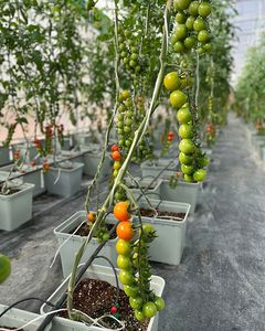 Idroponica giardino sistema di coltivazione di plastica Bato olandese secchio di plastica secchi per grandi radici ortaggi - Product Image 5