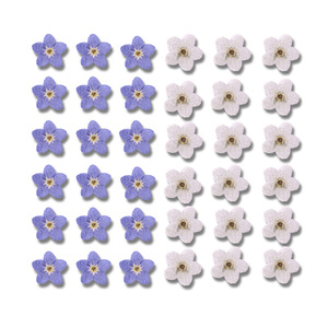 12 pièces/sac Marais de souvenirs (Myosotis sylvatica) <span class=keywords><strong>Fleurs</strong></span> pressées naturelles, écologiques, pour artisanat des ongles et marque-pages faits main - Product Image 1
