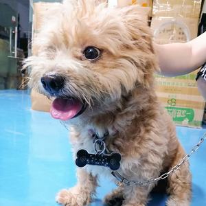 CAMAZ Tarjeta Cuántica de Energía para Mascotas, Colgante de Hueso para Perros, Tarjeta de Iones Negativos para el Cuidado de la Salud, Tarjeta de Terahercios para Collar - Product Image 2