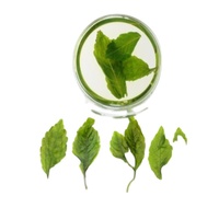 Tisane de Jiaogulan tisane de gynostem sauvage à sept feuilles
