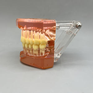 ฟันเรซินรูปแบบเปรียบเทียบทางทันตกรรมสำหรับการสื่อสารและการสาธิตผู้ป่วยในคลินิก - Product Image 3