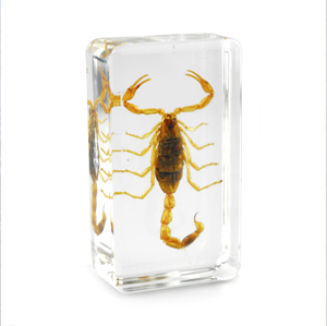 デスクトップディスプレイ用樹脂の本物の黄色のサソリ標本 - Product Image 1
