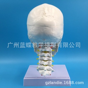 Modèle de crâne blanc pur avec colonne cervicale ; crâne humain adulte naturel ; crâne adulte, vertèbres cervicales, artère et cuir chevelu - Product Image 5