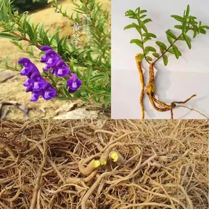 مكمل غذائي خلاصة جذور السكوتيلاريا Baicalensis - Product Image 3