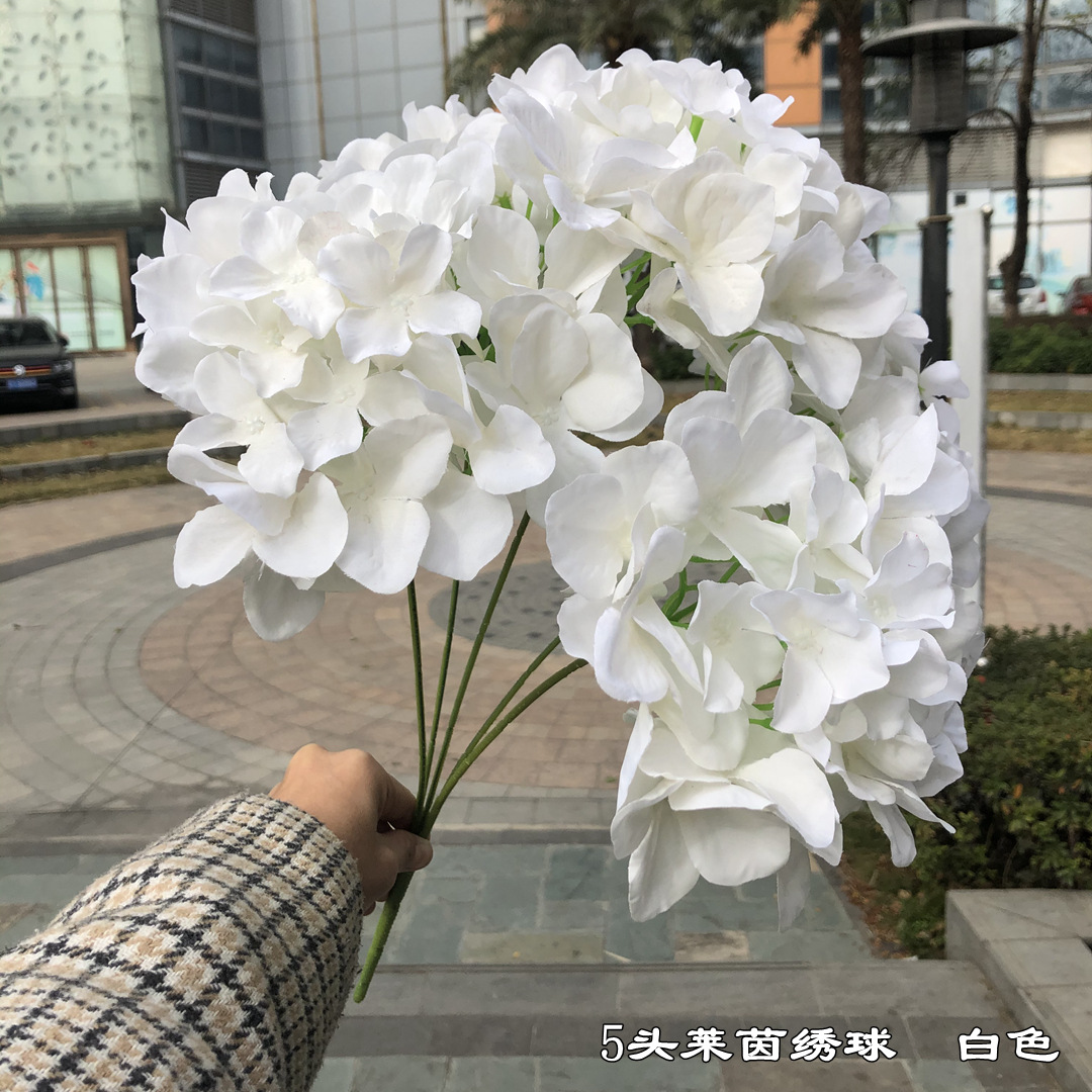 Special offer 5 head rhine hydrangea white
