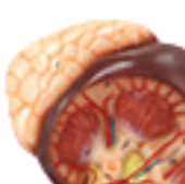 Modèle d'anatomie humaine ADA-A566 de haute qualité, rein avec glande surillaire, taille réelle 1,5x, 2 parties, pour l'enseignement médical, produit phare - Product Image 2