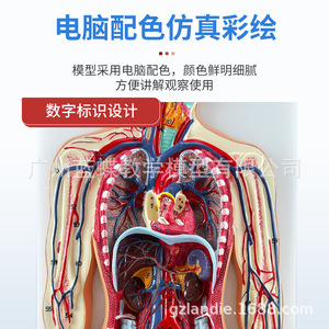 Modèle du système circulatoire humain, outil pédagogique pour l'enseignement de l'anatomie des organes internes, et modèle de démonstration du cœur et du sang - Product Image 5