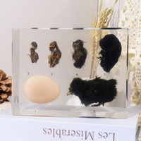 Meilleures ventes : Specimen de poussin en résine acrylique, modèle de taxidermie, presse-papiers, jouets éducatifs pour l'enseignement