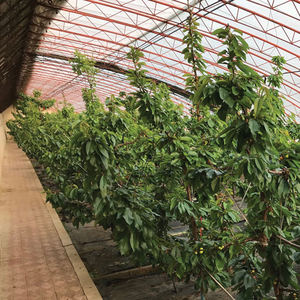 Invernadero pasivo en invernadero solar casa verde de doble capa precio bajo un pequeño kit de invernadero magro para granja - Product Image 6