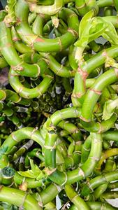 Bambou porte-bonheur de qualité supérieure Dracaena Sanderiana, lot de 30 plantes vertes fraîches, authentique décoration botanique Feng Shui, graines botaniques d'Indonésie - Product Image 1